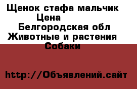 Щенок стафа мальчик › Цена ­ 4 000 - Белгородская обл. Животные и растения » Собаки   